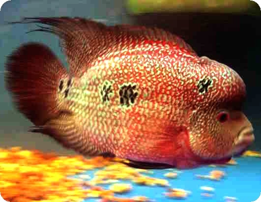 Flowerhorn - Ultra Red Warrior - 1-2 inch